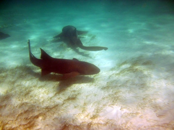 swim with sharks punta cana