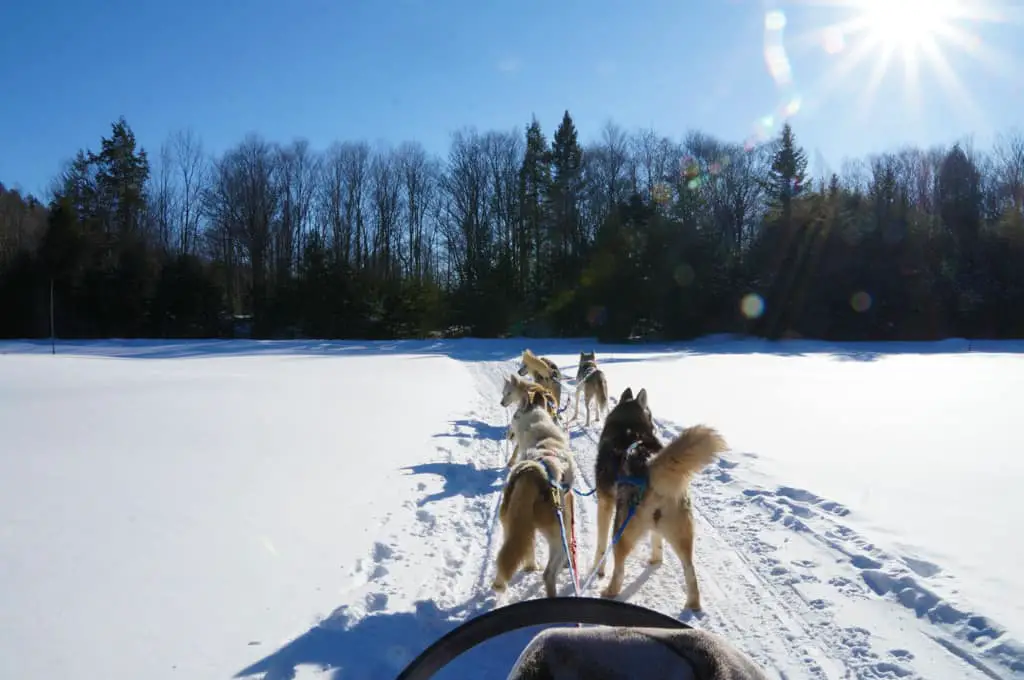 Ontario Winter Getaway with the girls-dog-sledding