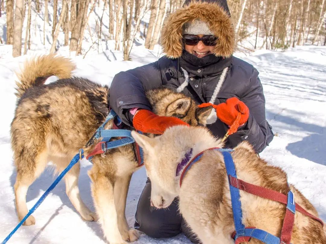 Meeting our dogs for the first time dog sledding Ontario