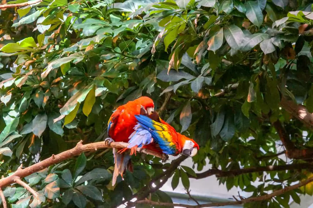 Colourful Parrots at Play in the Biodome's Tropical Rainforest