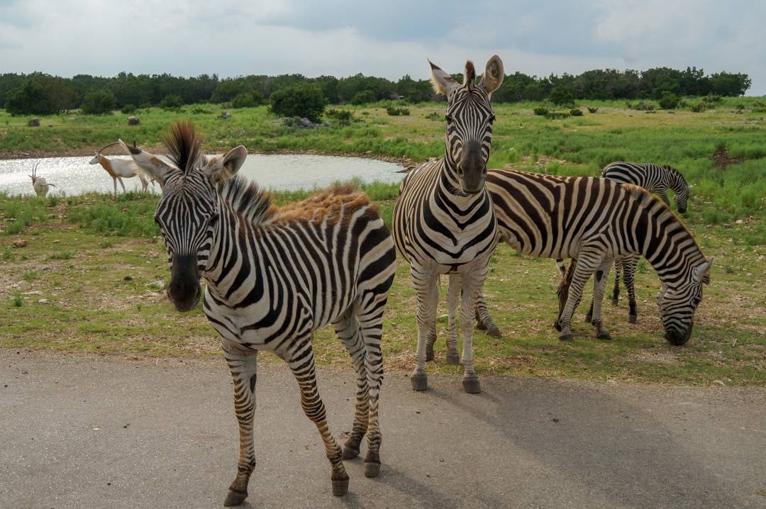 wildlife safari near san antonio tx