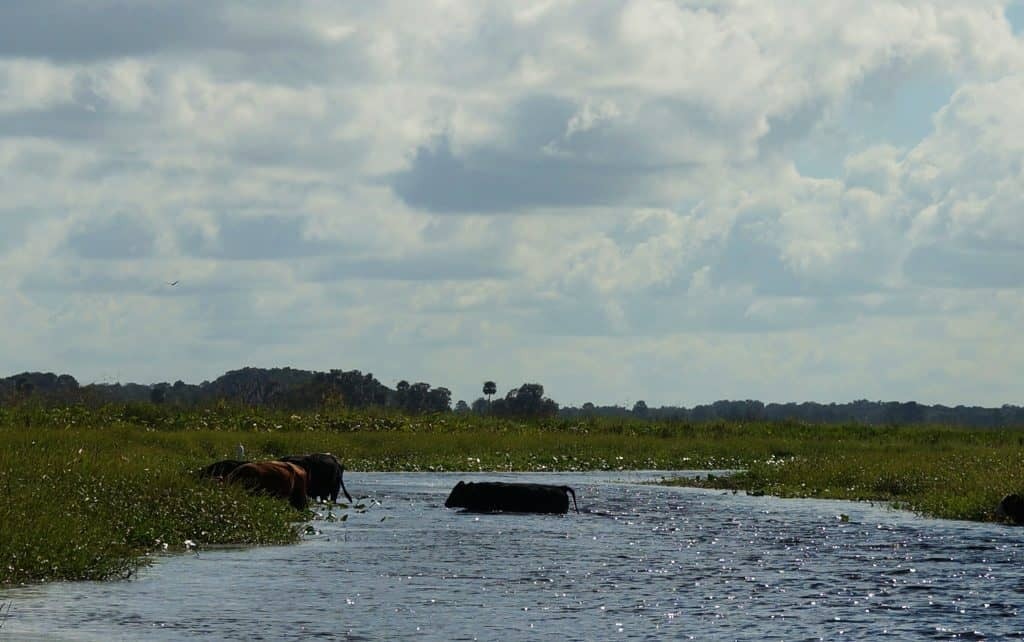 Wild-Florida-wildlife-park-airboat-ride-kissimmee-07