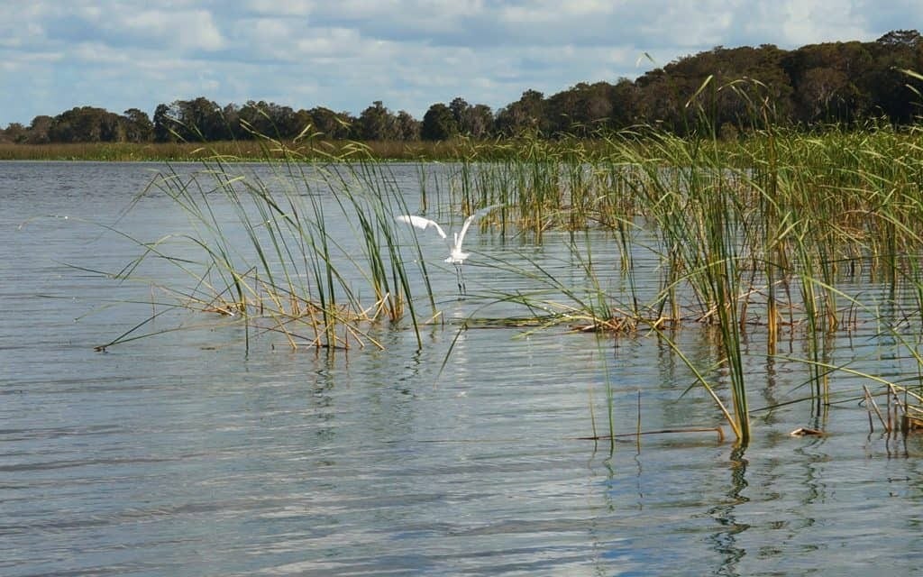 Wild-Florida-wildlife-park-airboat-ride-kissimmee-10