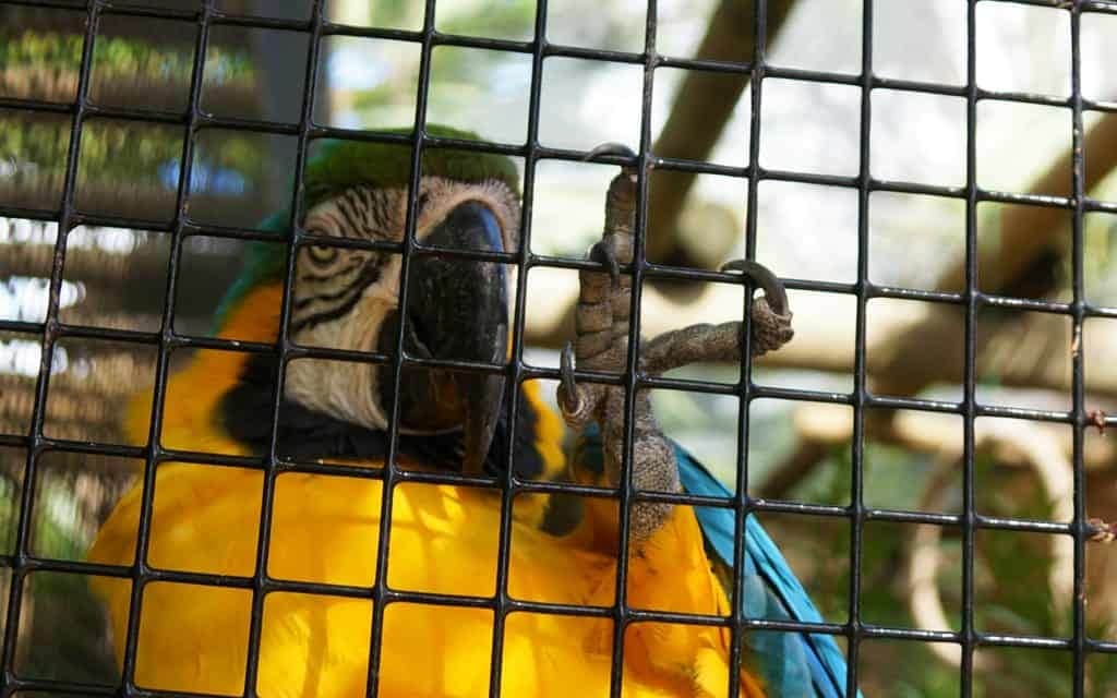 Wild-Florida-wildlife-park-airboat-ride-kissimmee-14