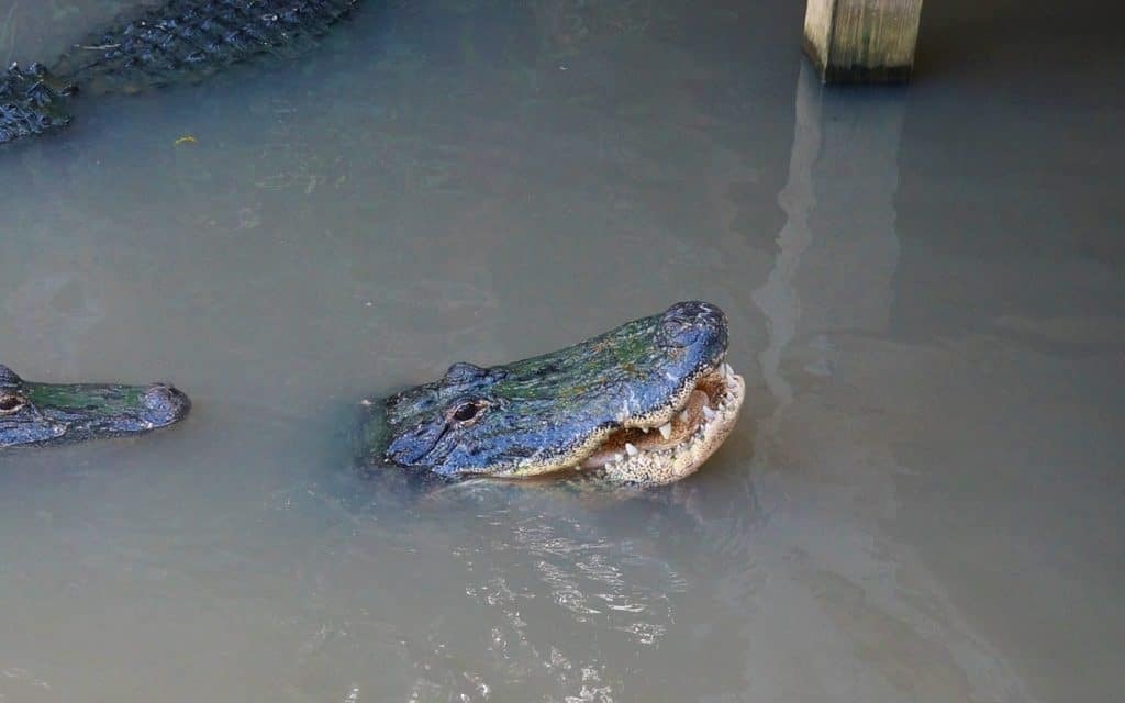 Wild-Florida-wildlife-park-airboat-ride-kissimmee-15