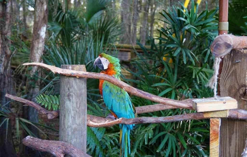 Wild-Florida-wildlife-park-airboat-ride-kissimmee-16