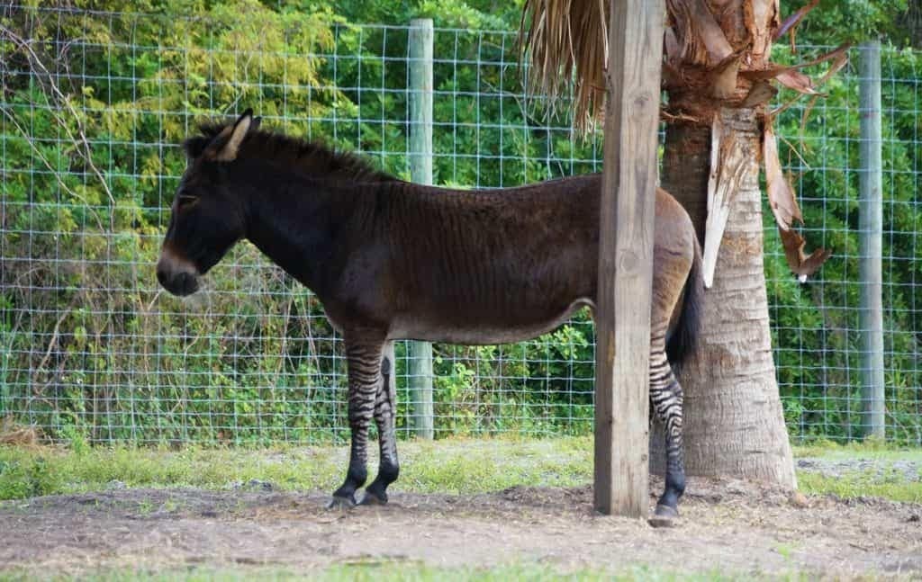 Wild-Florida-wildlife-park-airboat-ride-kissimmee-17