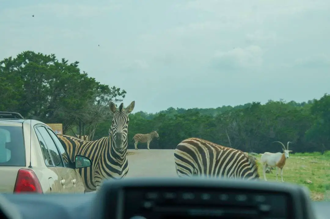 safari in san antonio