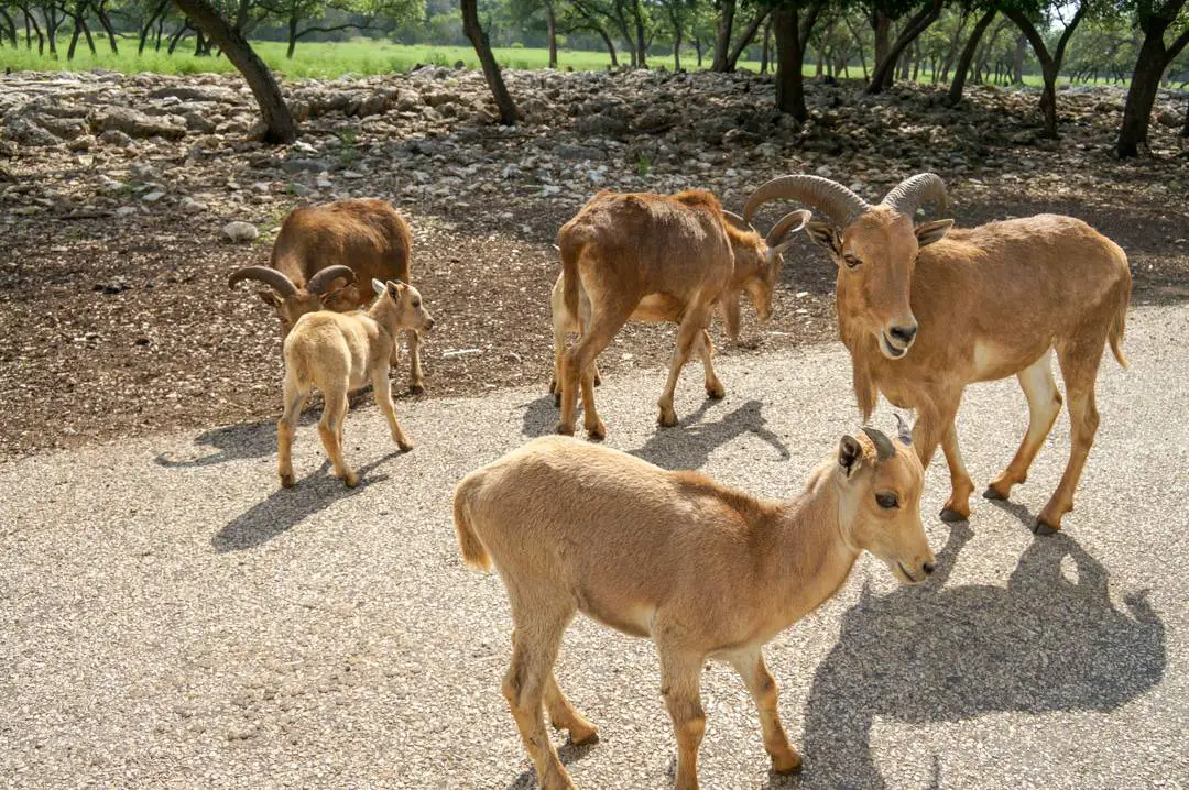 Review of the San Antonio Texas Wildlife Safari