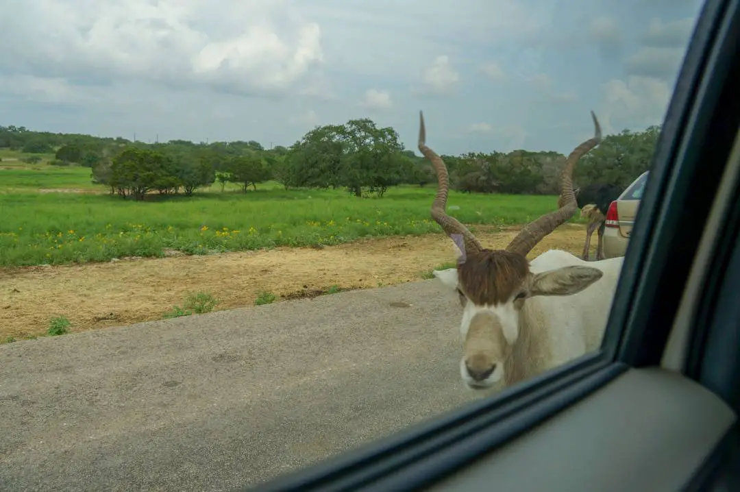 Wildlife Ranch San Antonio Texas