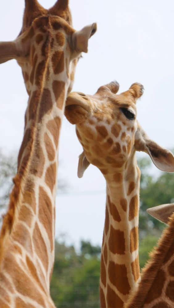 animal safari san antonio