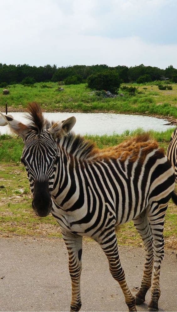 safari park in san antonio texas