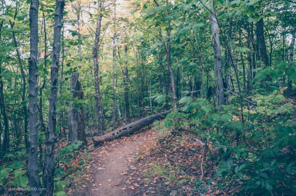 Log on trail on Mont Tremblant Quebec