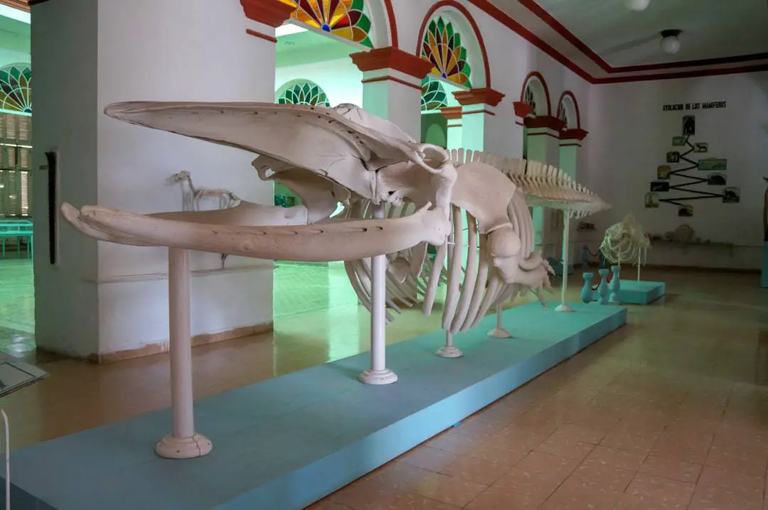 museum Gibara Cuba Fishing Village-79