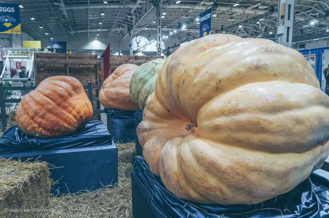 Giant Pumpkins on display at RAWF Toronto