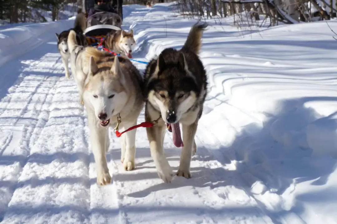 Winterdance-dog-sled-tour-022814_08