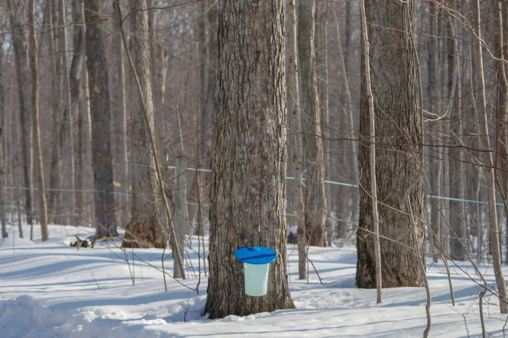 Follow the Tap Into Maple trail on a road trip through Ontario's Lake Country. Visit Ontario maple syrup producers, and businesses inspired by maple syrup season.