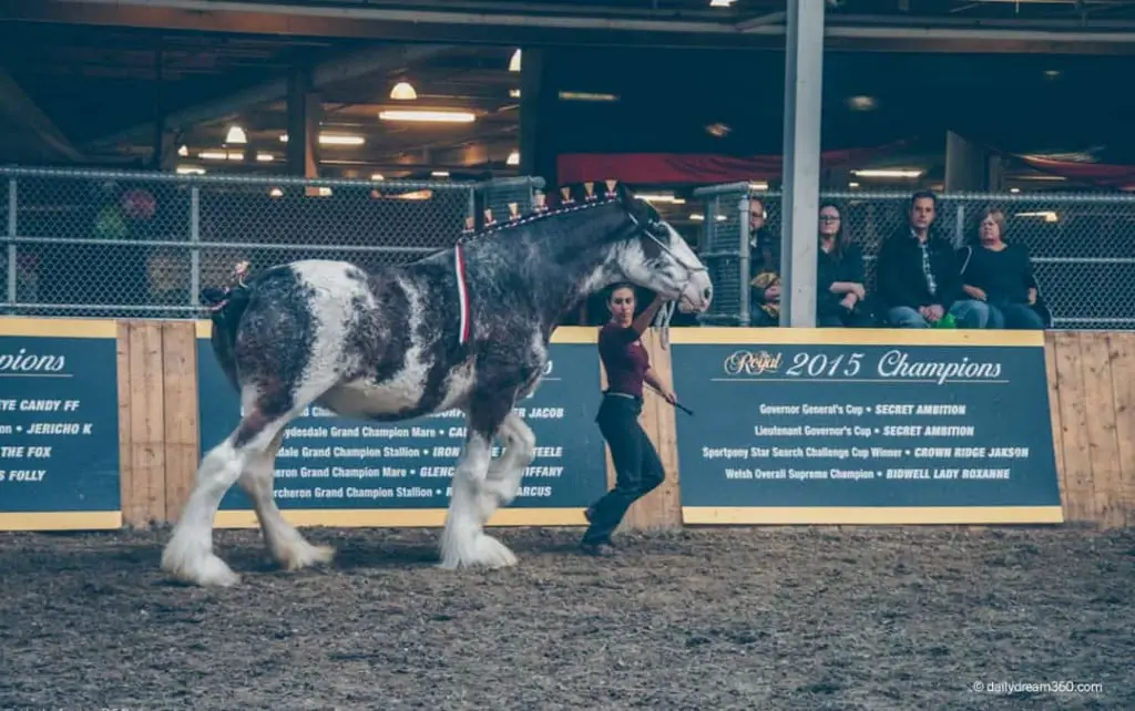 Top 10 Things to Do at The Royal Agricultural Winter Fair