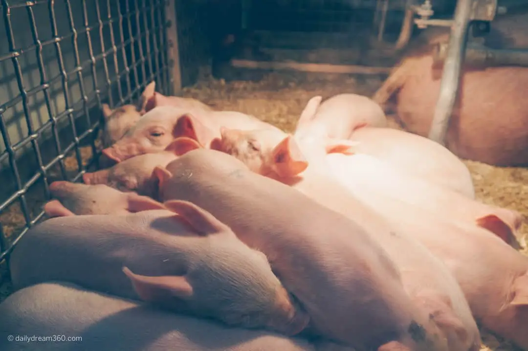 Sleeping baby pigs at Royal Agricultural Winter Fair Toronto