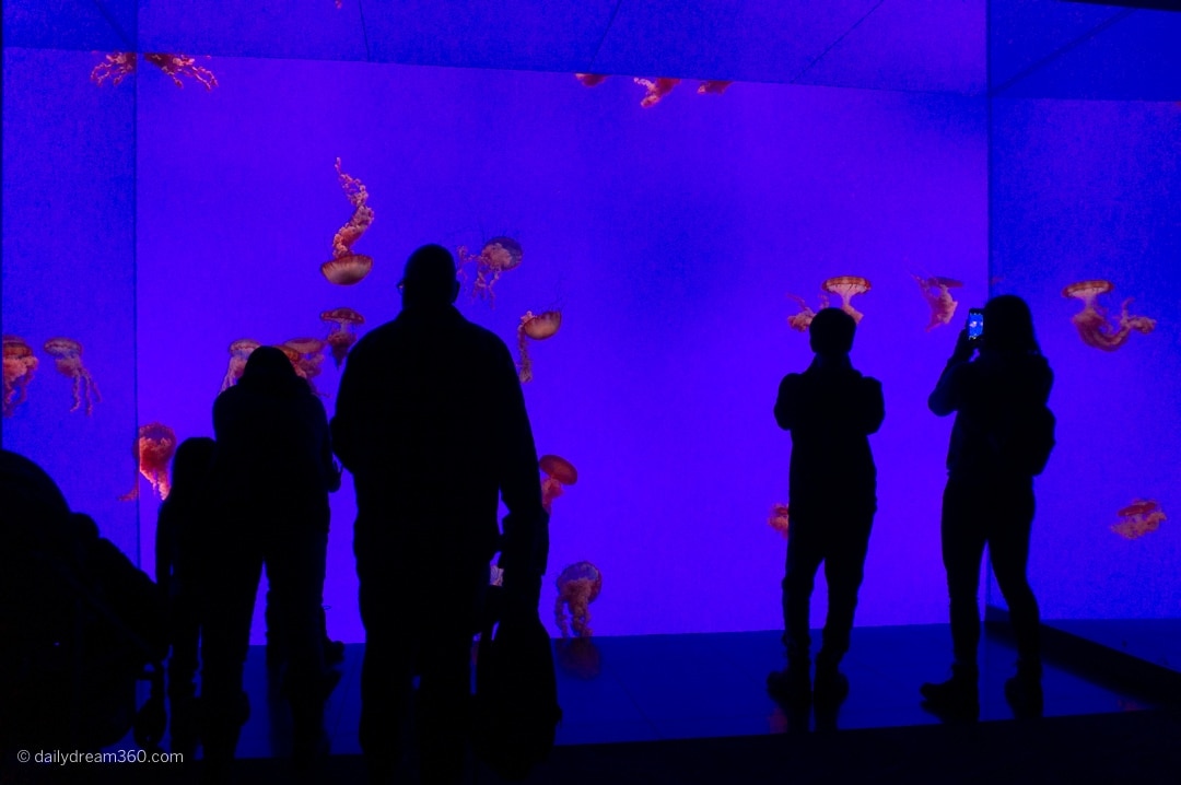 Jelly fish display at Ripley's Aquarium of Canada