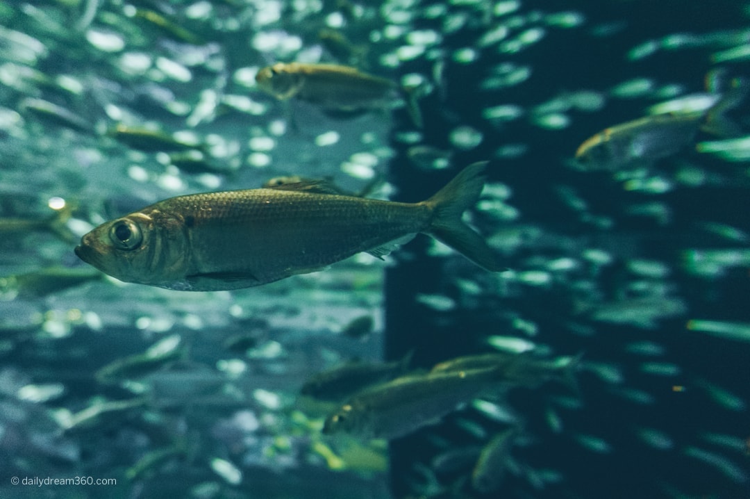 Rock fish swimming in tank at Ripley's Aquarium of Canada