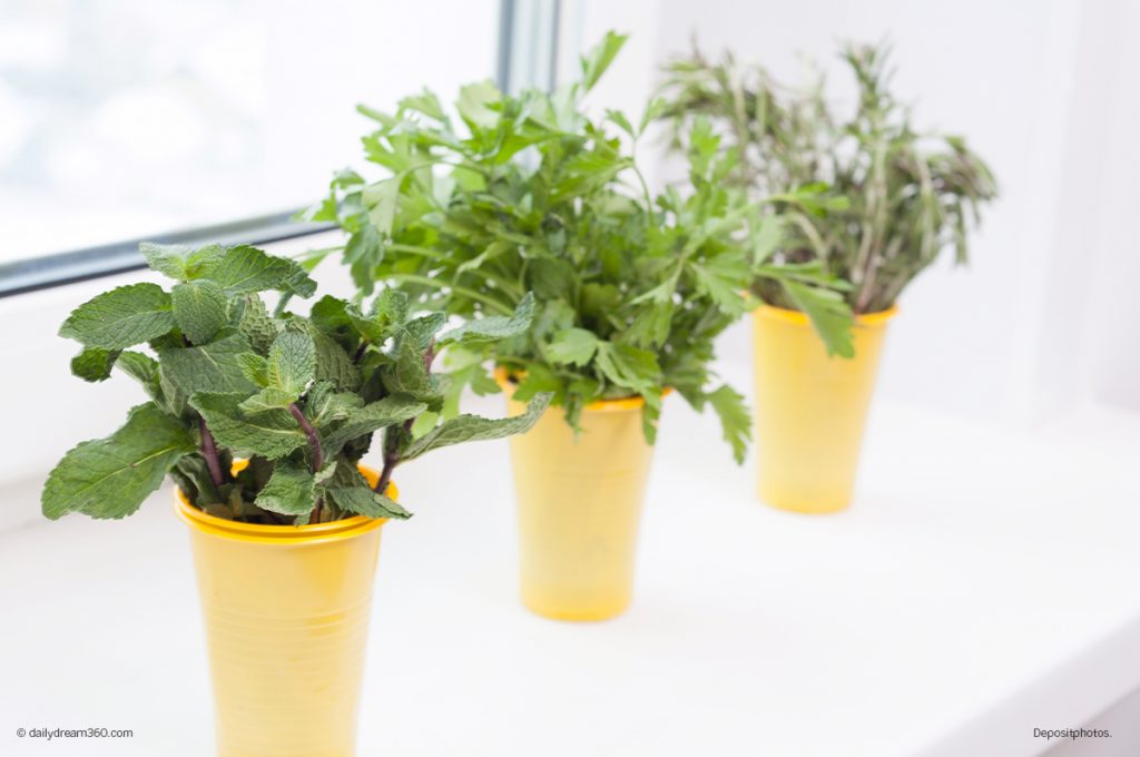 homemade indoor plants on window sill