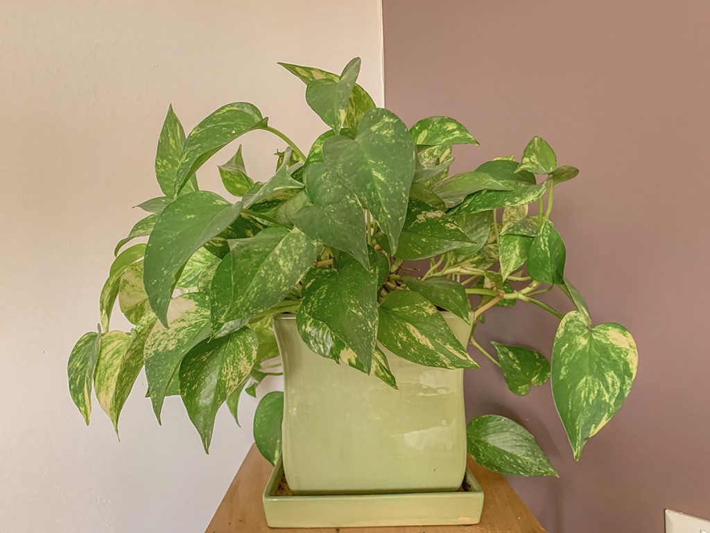 Marble Queen Pothos great for indoor gardening