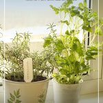 Plants inside apartment and text: Fabulous Indoor Garden Ideas For Small Spaces and Condos