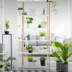 Plants inside apartment and text: Fabulous Indoor Garden Ideas For Small Spaces and Condos