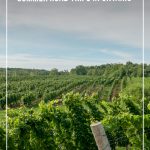Vineyard with text: Destinations for Summer Road Trips in Ontario