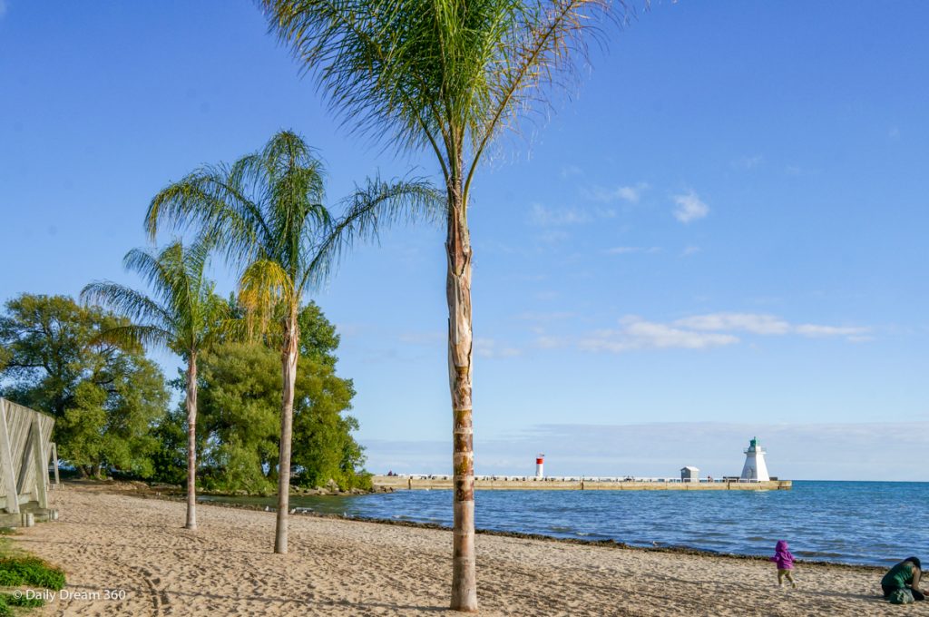 Palm Trees on the beach in Port Dover Ontario Canada