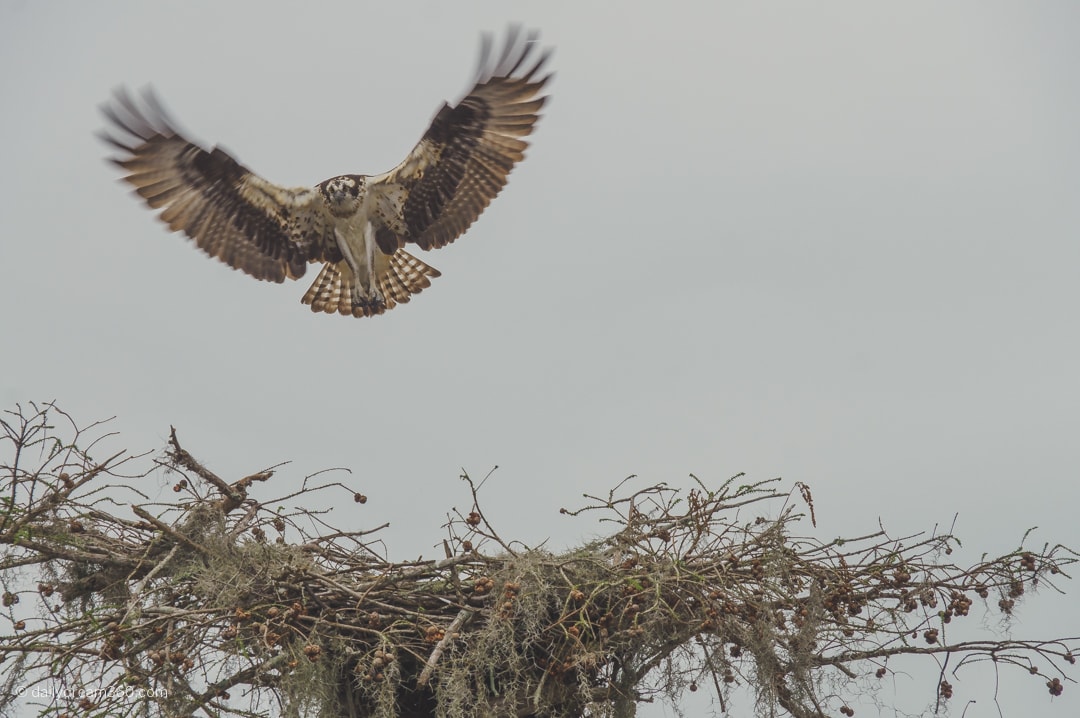 Bird takes off during Swamp tour in Lafayette Louisiana