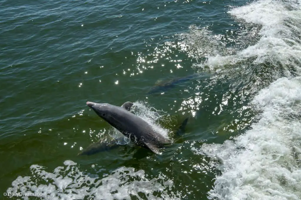 Dolphins jumping on Captiva Cruises Tour