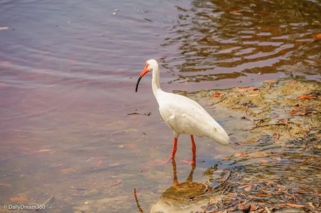 bird in water at J.N. Ding Darling National Wildlife Refuge