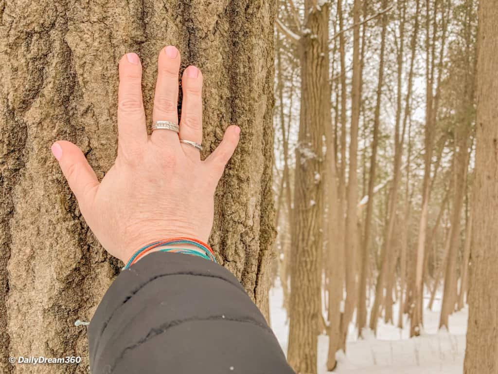 Forest Bathing Walk at the Hive Centre Orno Ontario