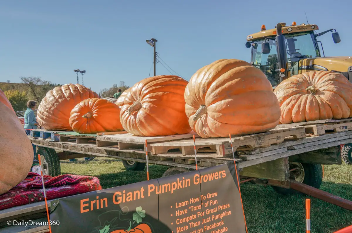 Erin Giant pumpkins at Erin Fall festival