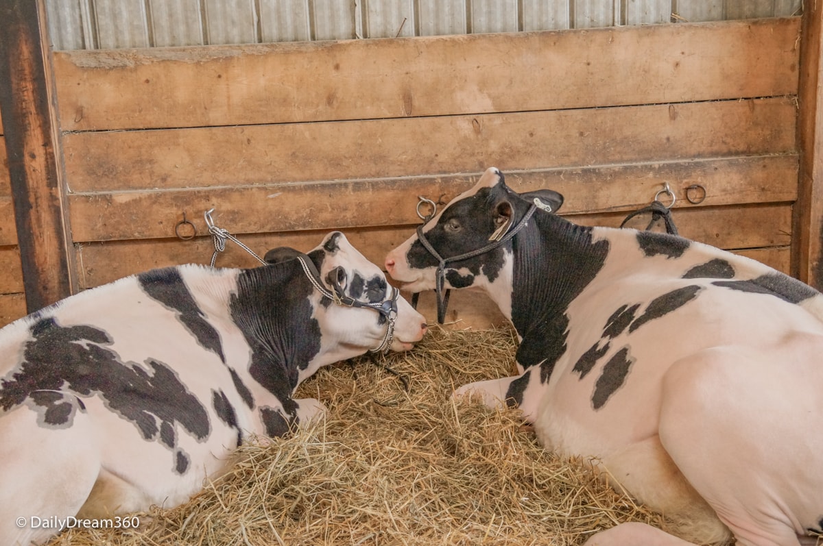 Cows on display at Erin Fall Fair