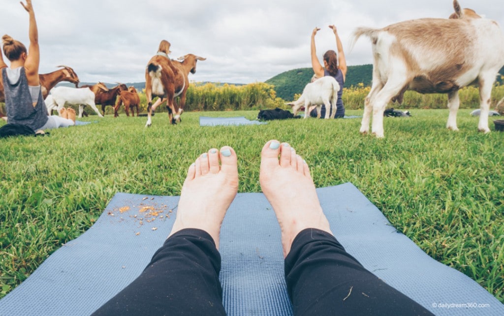 ZiegenVine Homestead Goat Yoga Corning NY