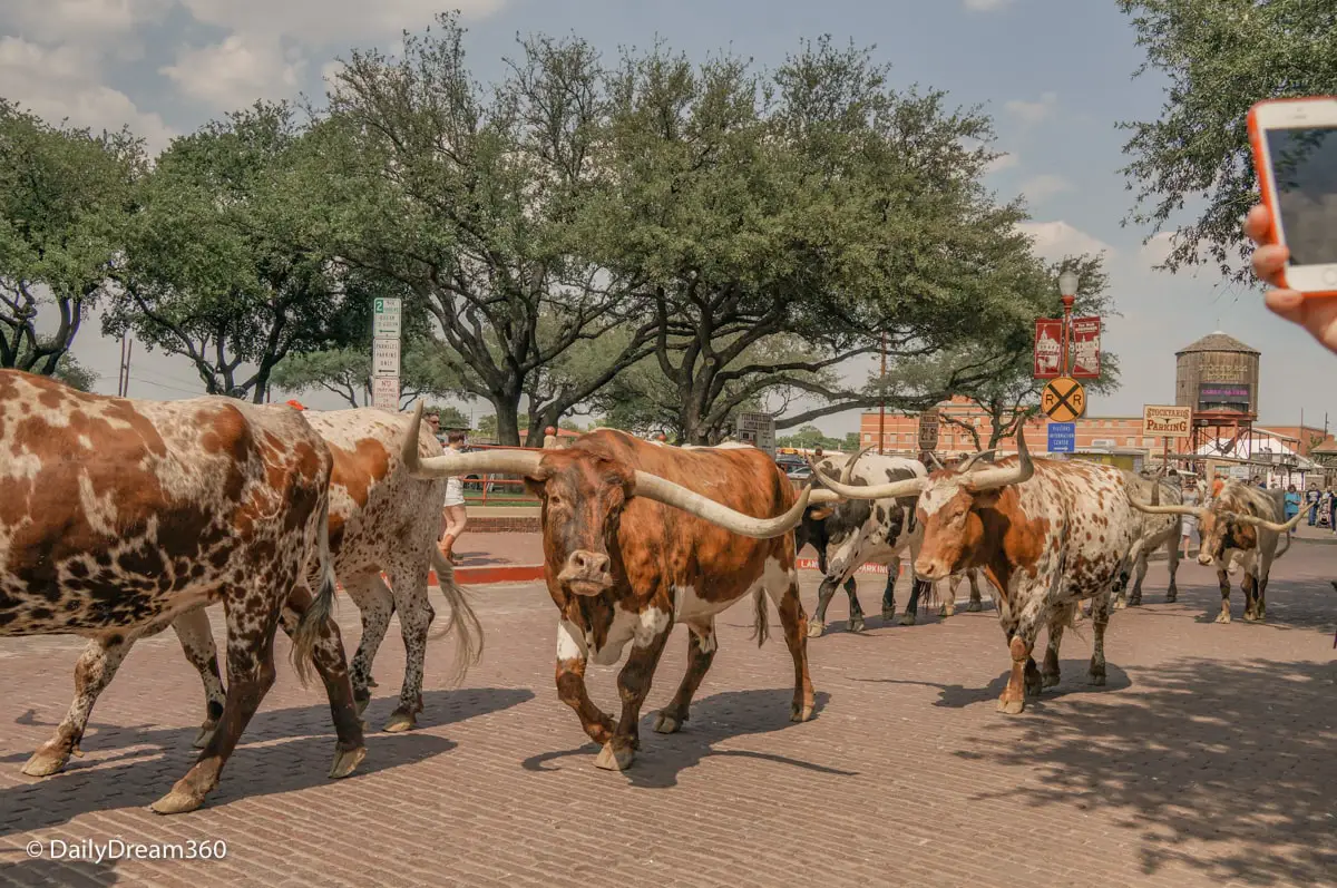 Fort Worth Stockyards cattle drive