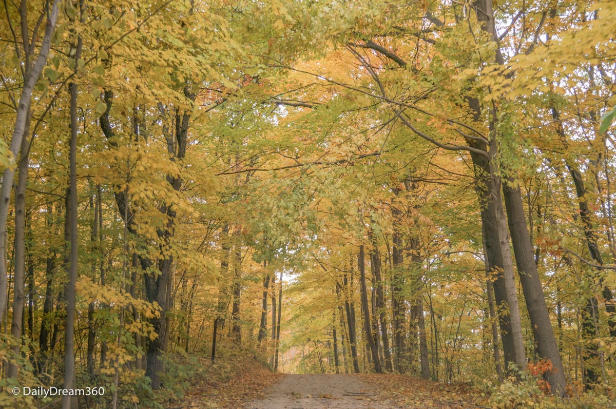 Back road in Sarnia Lambton with fall trees surrounding road