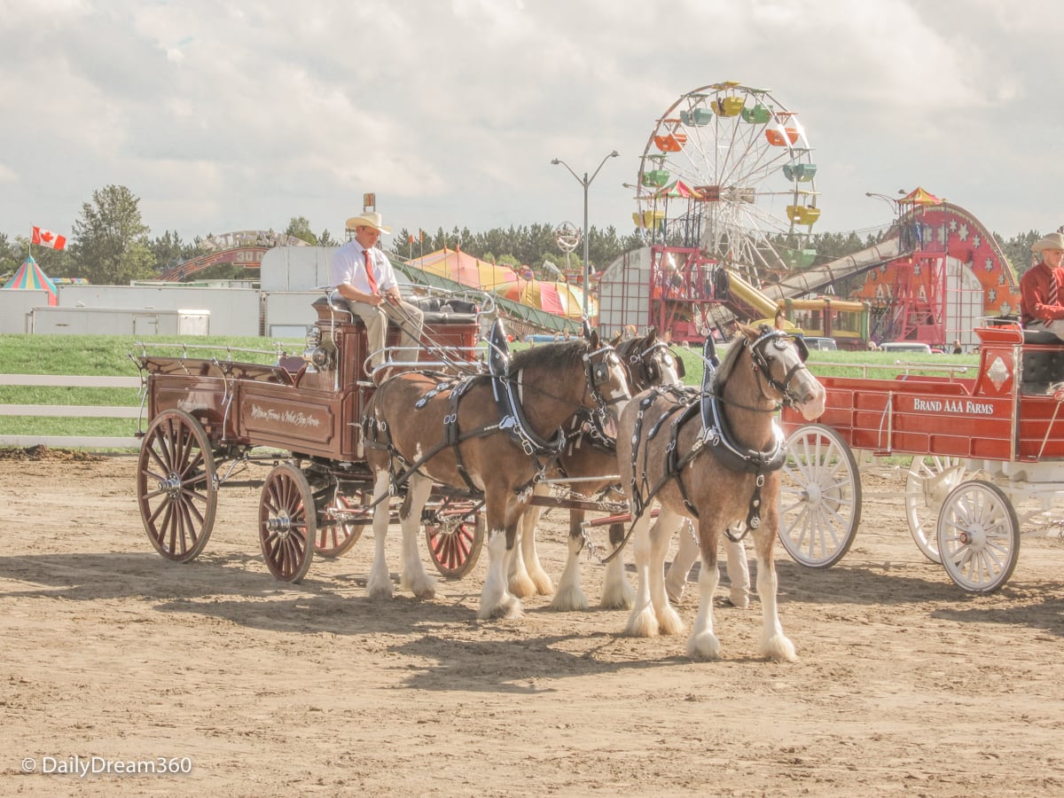 Equestrian traditions on display with midway in background at Orangefville Fall Fair