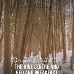 Snow falls in forest next to the Hive Centre and Bed and Breakfast in Durham Ontario