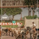 Cattle drive in Fort Worth Stockyards