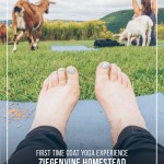 Feet on mat with goats in front during goat yoga class