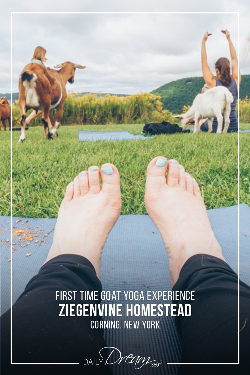 Feet on mat with goats in front during goat yoga class