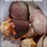 Bag of shells from Sanibel Island