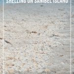 Beach filled with small shells on Sanibel Island Florida
