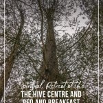Looking up at tree during forest bathing at the Hive Centre and Bed and Breakfast