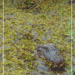 Alligator peaks up during swamp tour in Lafayette Louisiana