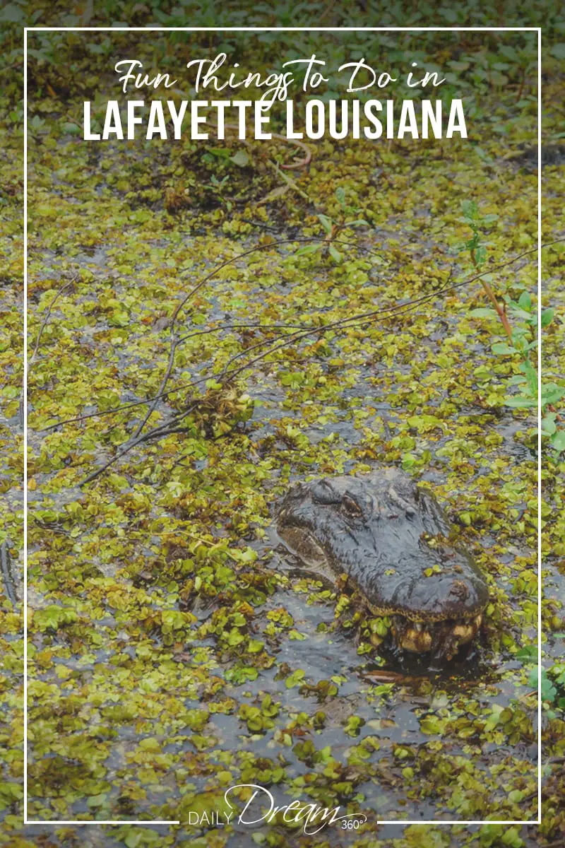 Alligator peaks up during swamp tour in Lafayette Louisiana